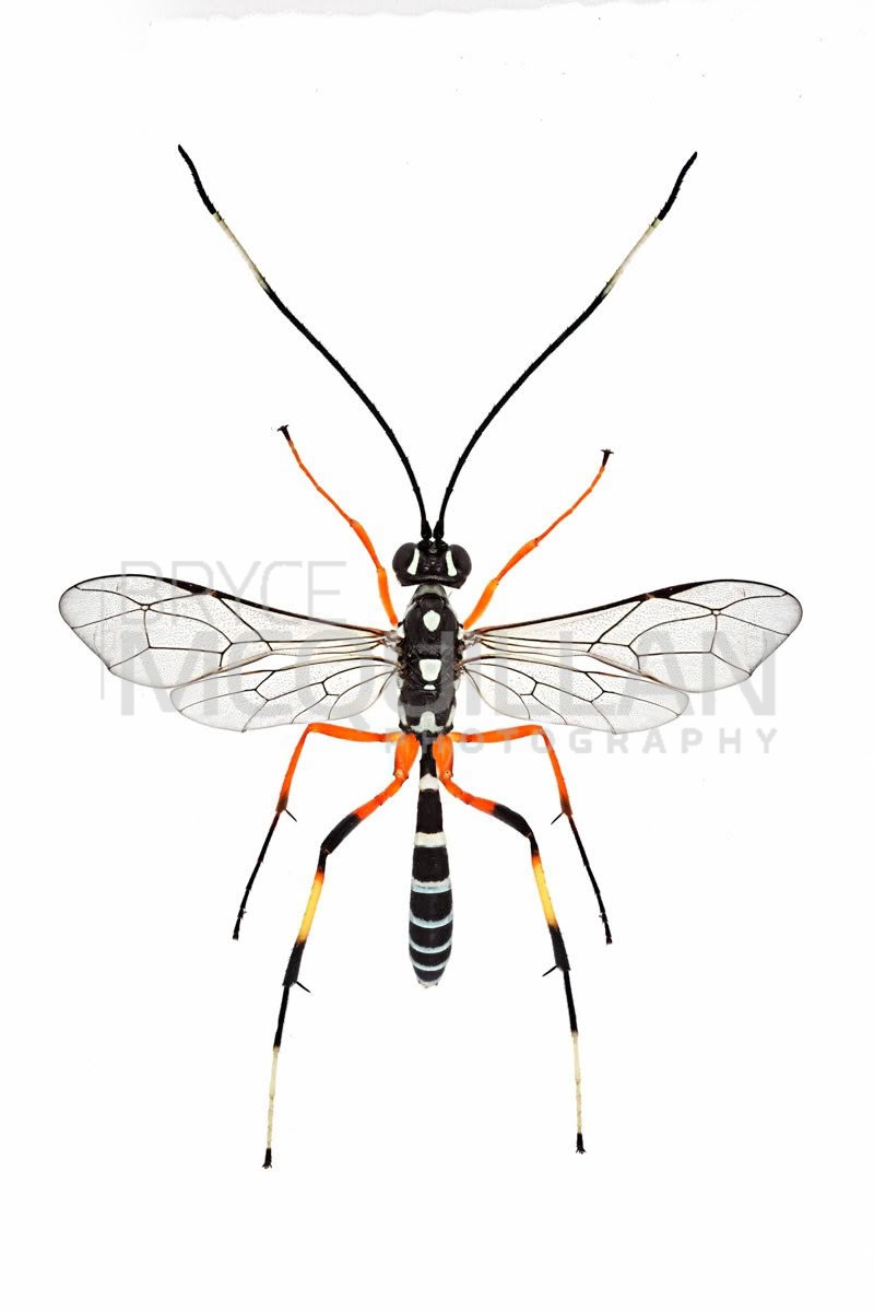 Lemon Tree Borer Parasitoid Wasp (Xanthocryptus novozealandicus), Ichneumonidae, photographed in New Zealand by Bryce McQuillan
