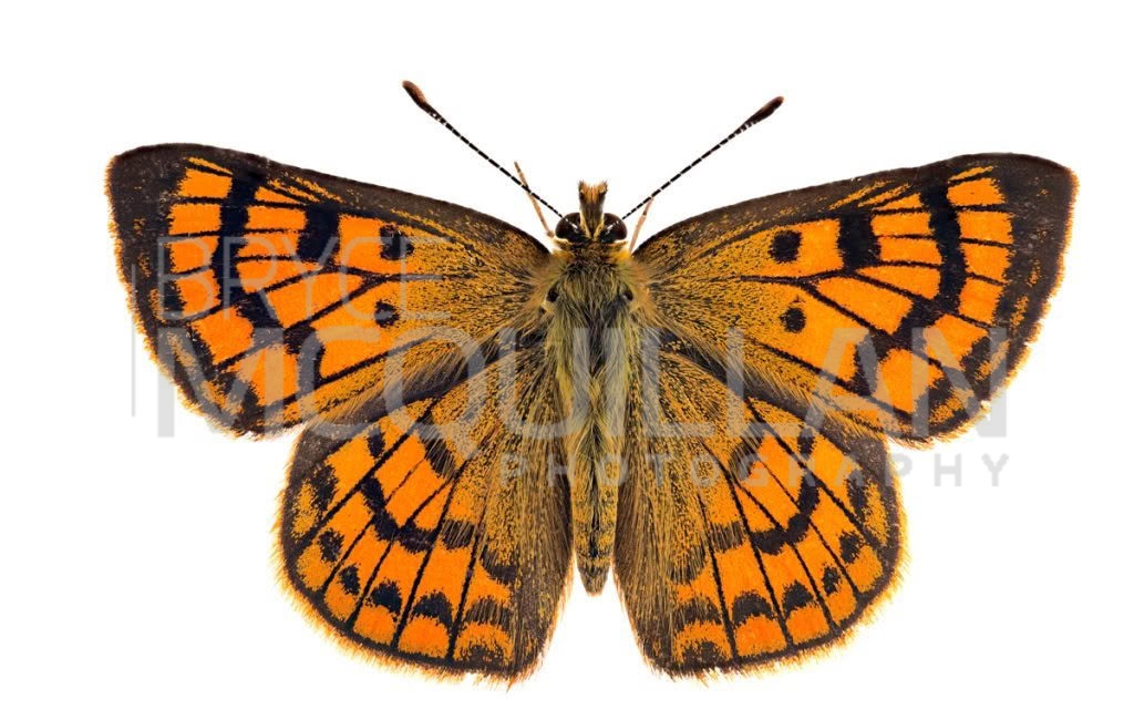 North Island Coastal copper (Lycaena salustius), Lycaenidae, photographed in New Zealand by Bryce McQuillan