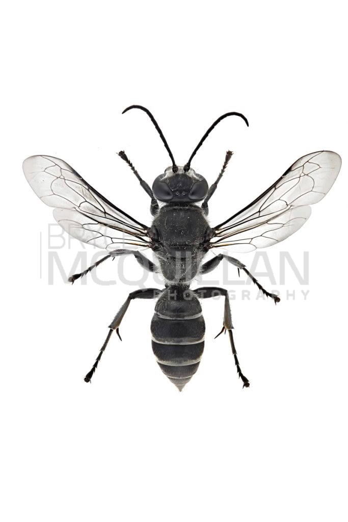 New Zealand Mason wasp (Pison spinolae), Colletidae, photographed in New Zealand by Bryce McQuillan