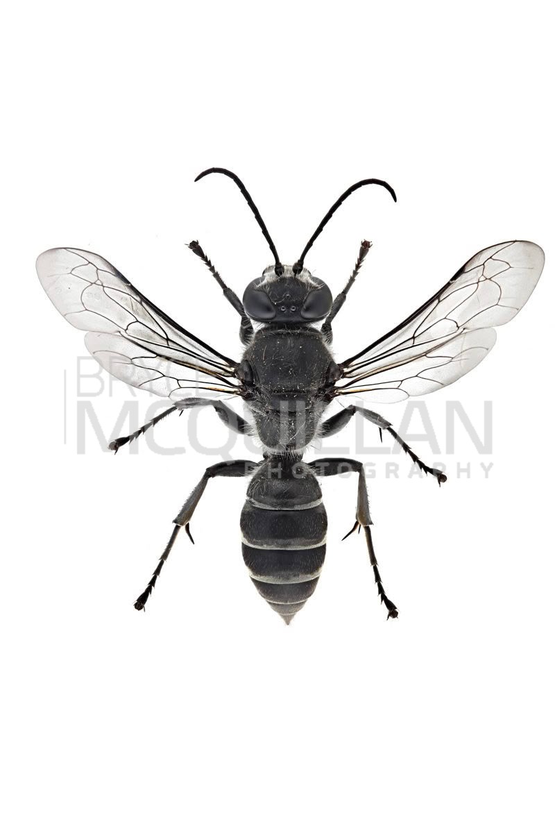 New Zealand Mason wasp (Pison spinolae), Colletidae, photographed in New Zealand by Bryce McQuillan