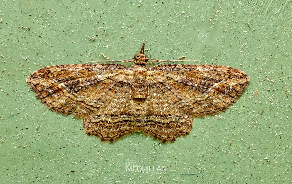 Australian Pug Moth (Chloroclystis filata), Geometridae, photographed in New Zealand by Bryce McQuillan
