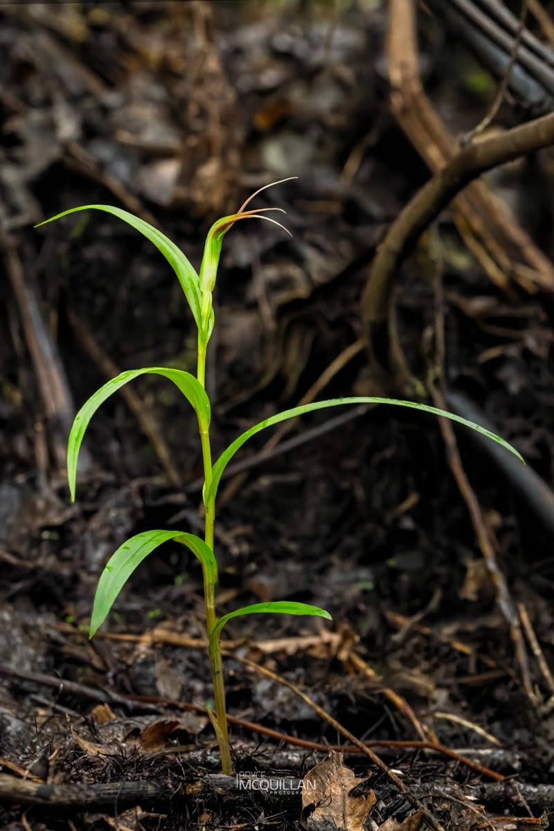 _P1A8095-098E (Pterostylis cardiostigma), Orchidaceae, photographed in New Zealand by Bryce McQuillan