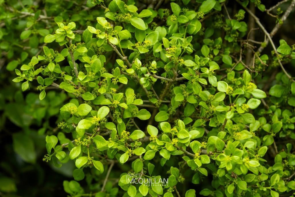 Tupaia (Tupeia antarctica), Loranthaceae, photographed in New Zealand by Bryce McQuillan