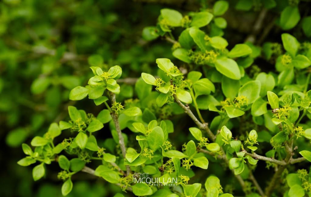 Tupaia (Tupeia antarctica), Loranthaceae, photographed in New Zealand by Bryce McQuillan