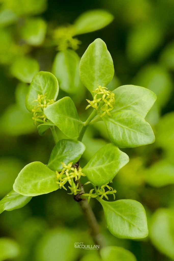 Tupaia (Tupeia antarctica), Loranthaceae, photographed in New Zealand by Bryce McQuillan