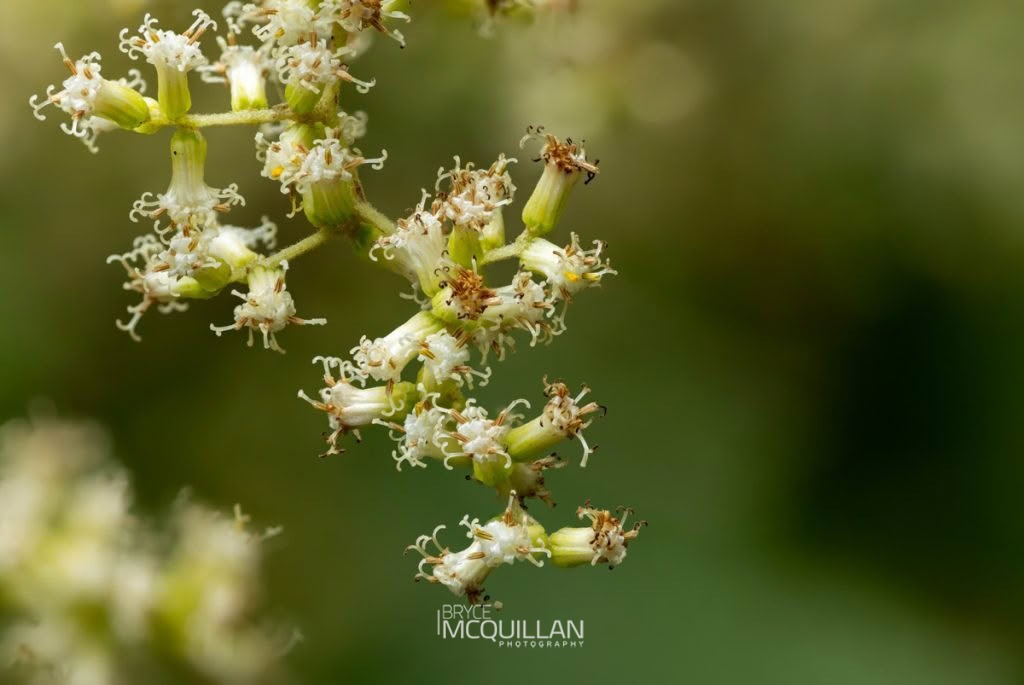 Rangiora (Brachyglottis repanda), Asteraceae, photographed in New Zealand by Bryce McQuillan
