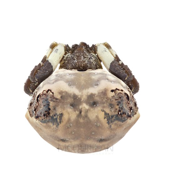 ♀ Celaenia excavata