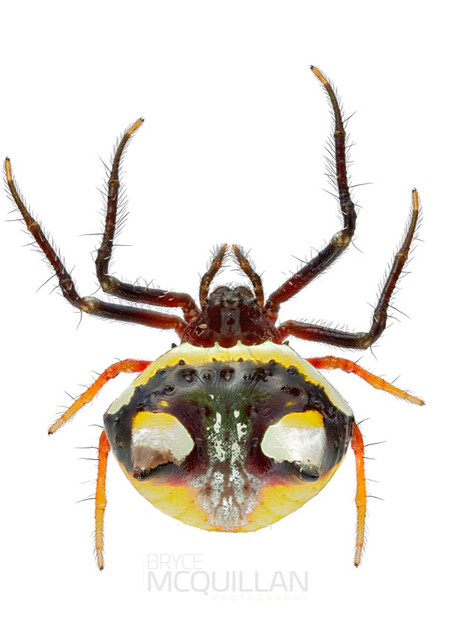 ♀ Poecilopachys australasia