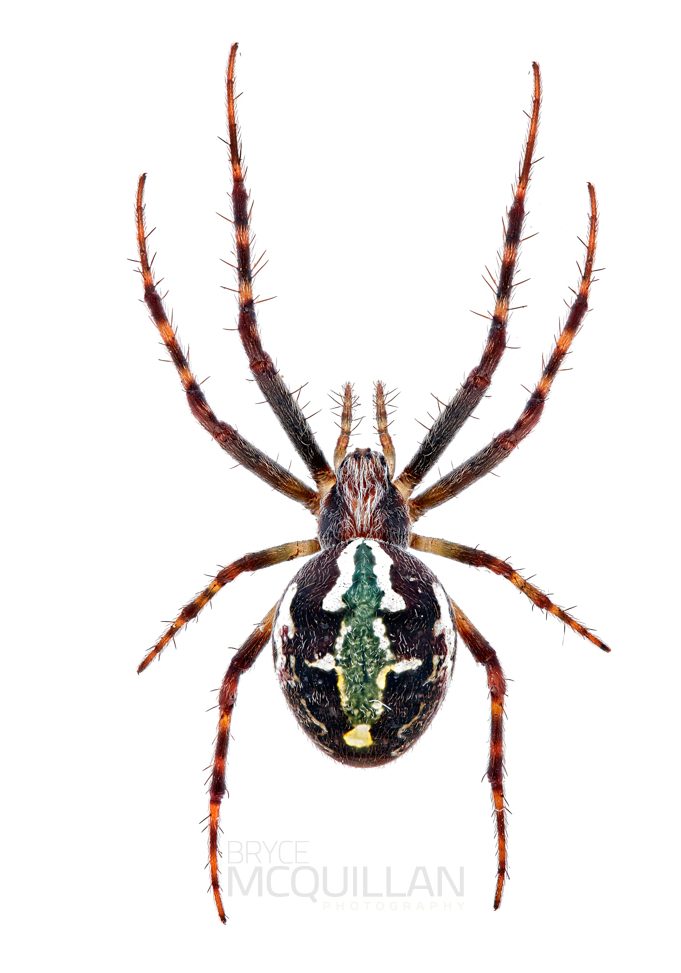 ♀ Novaranea queribunda