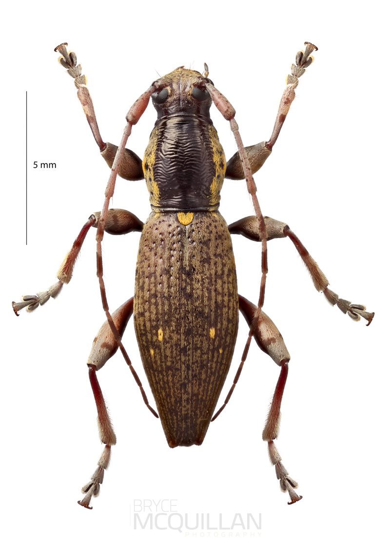 Xylotoles sp, Lamiinae, Cerambycidae