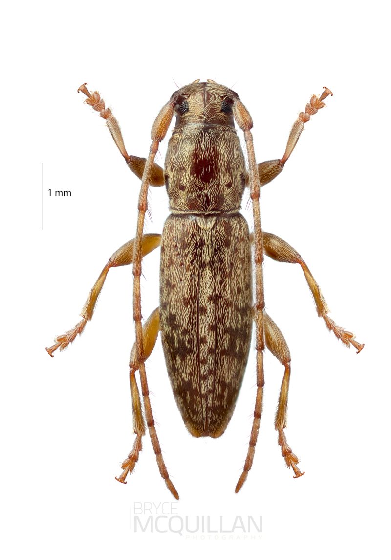 Psilocnaeia parvula, Lamiinae, Cerambycidae