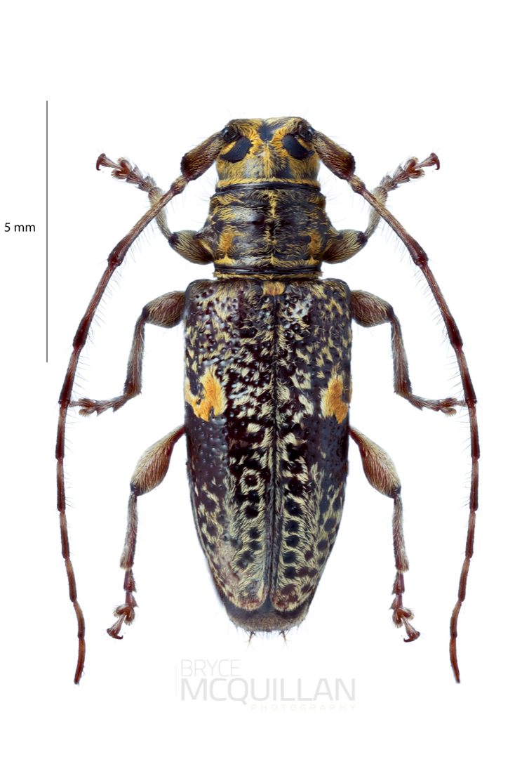 Hybolasius sticticus, Lamiinae, Cerambycidae