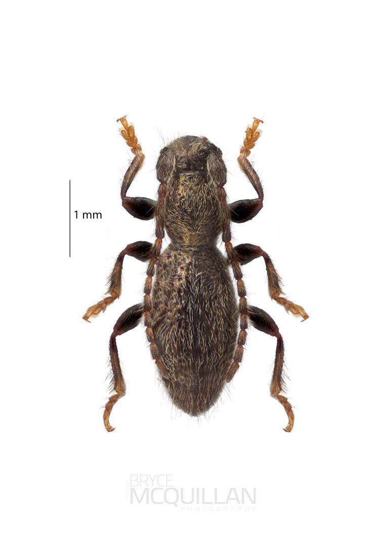 Tenebrosoma sp, Lamiinae, Cerambycidae