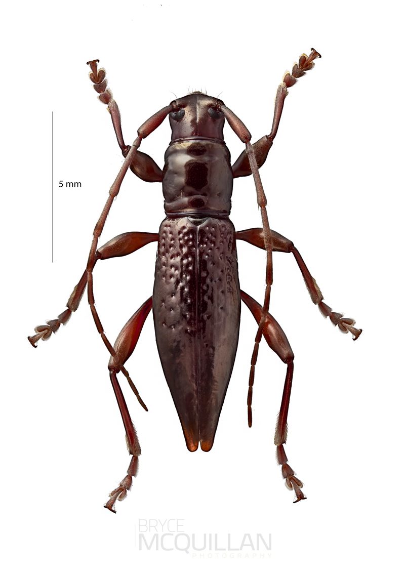 Xylotoles nudus, Lamiinae, Cerambycidae