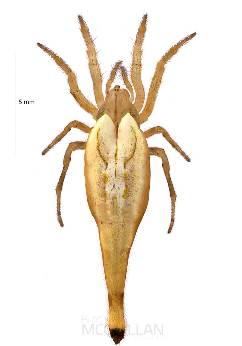 ♀ Arachnura feredayi
