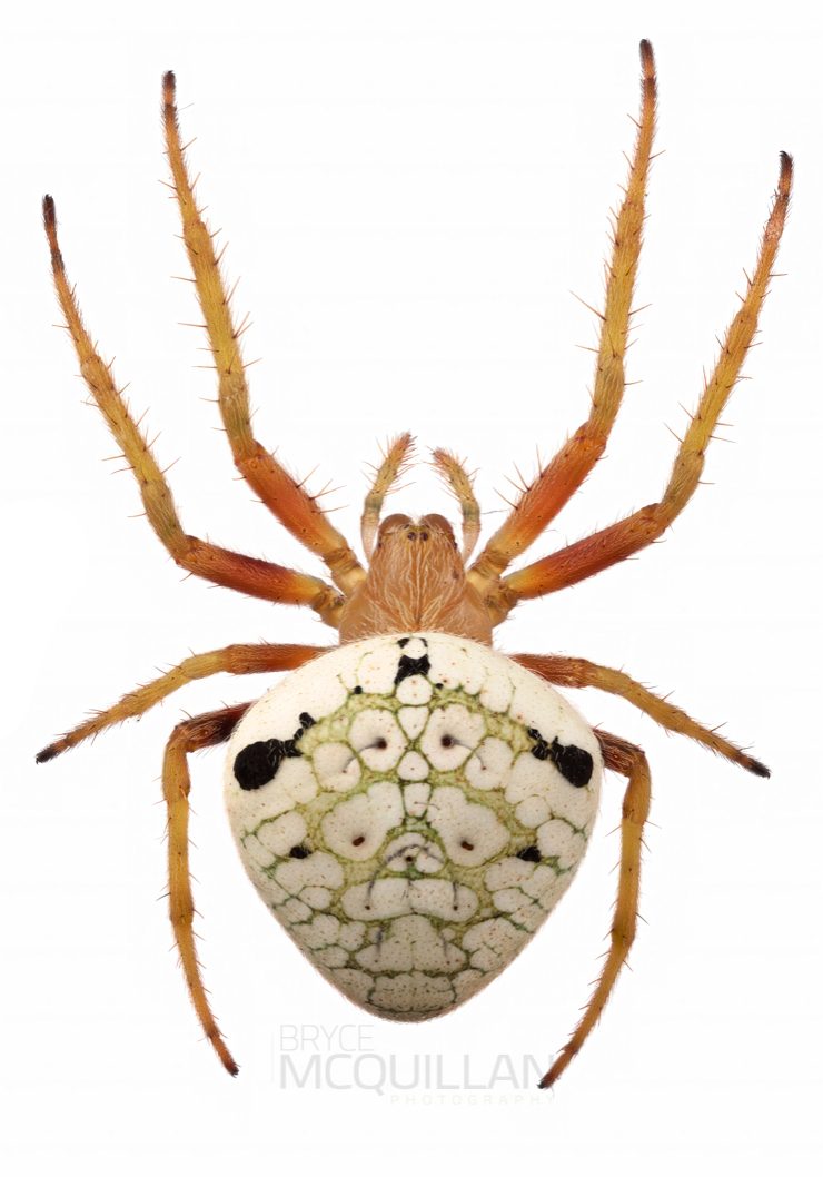 ♀ Zealaranea trinotata