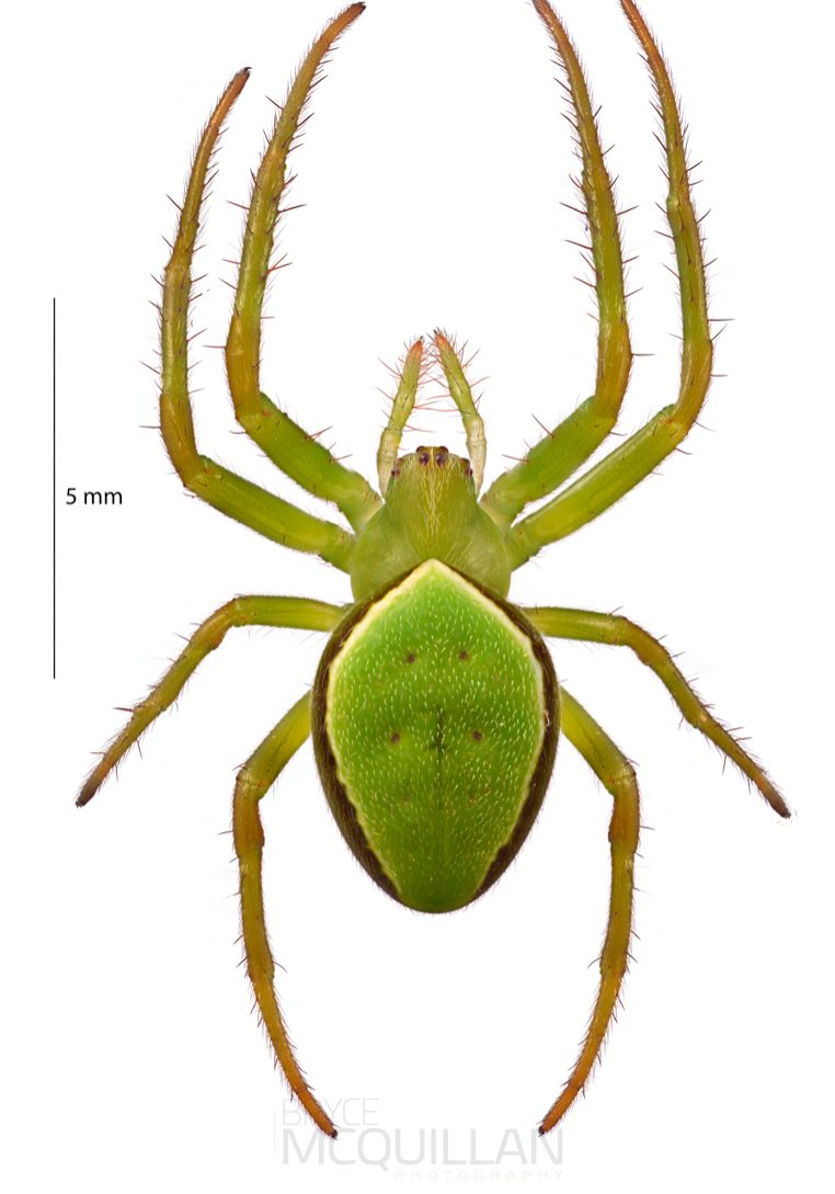 ♀ Colaranea viriditas