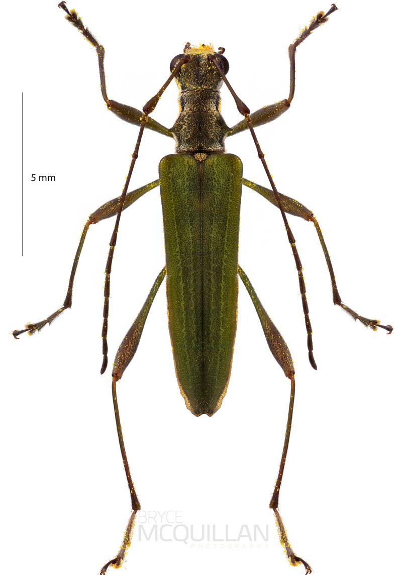 Calliprason sinclairi, Cerambycidae, Cerambycidae