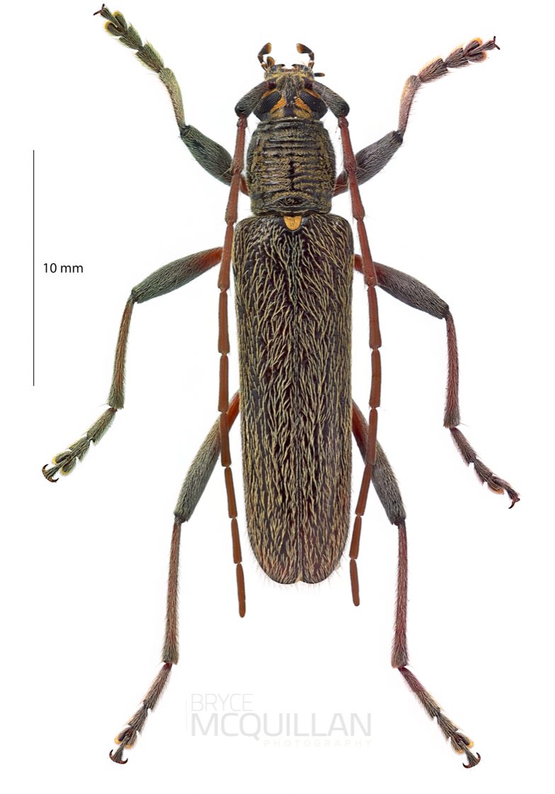 Oemona hirta, Cerambycinae, Cerambycidae 