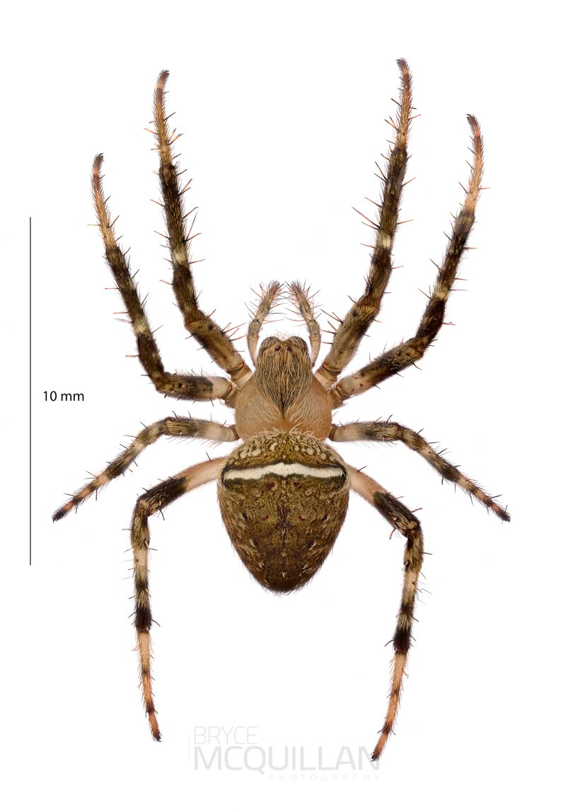 ♀ Zealaranea crassa
