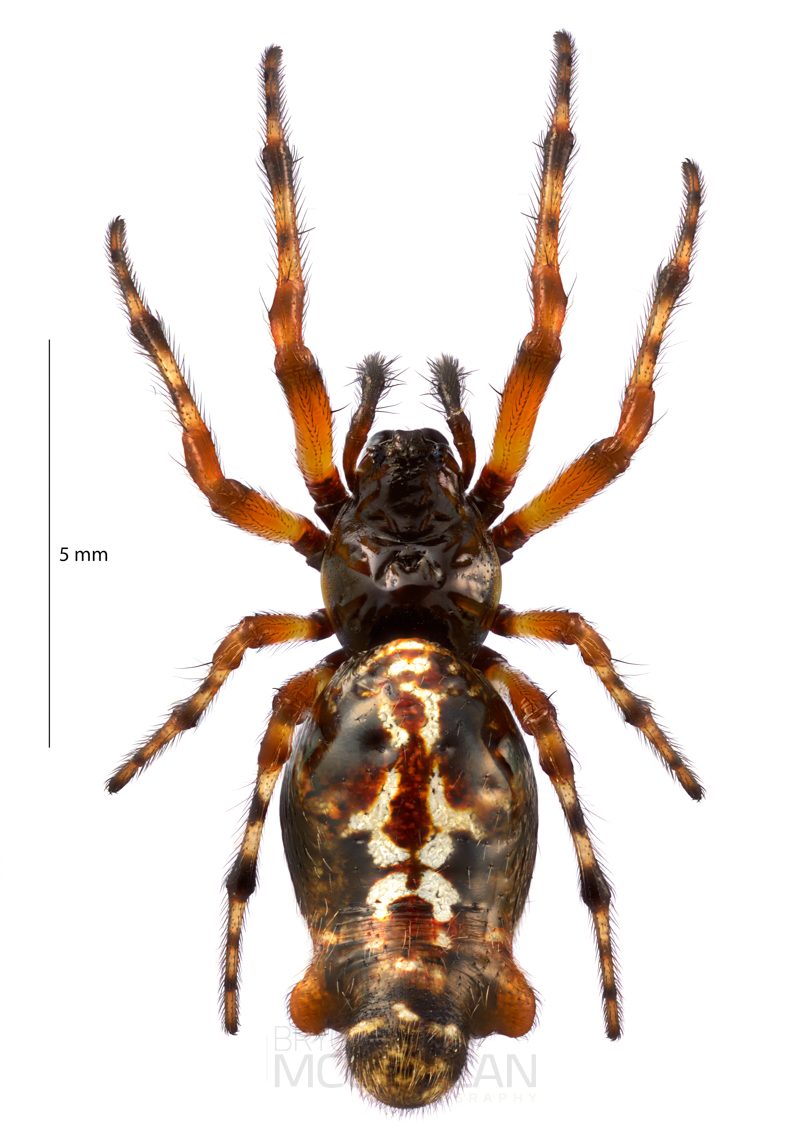 ♀ Cyclosa trilobata