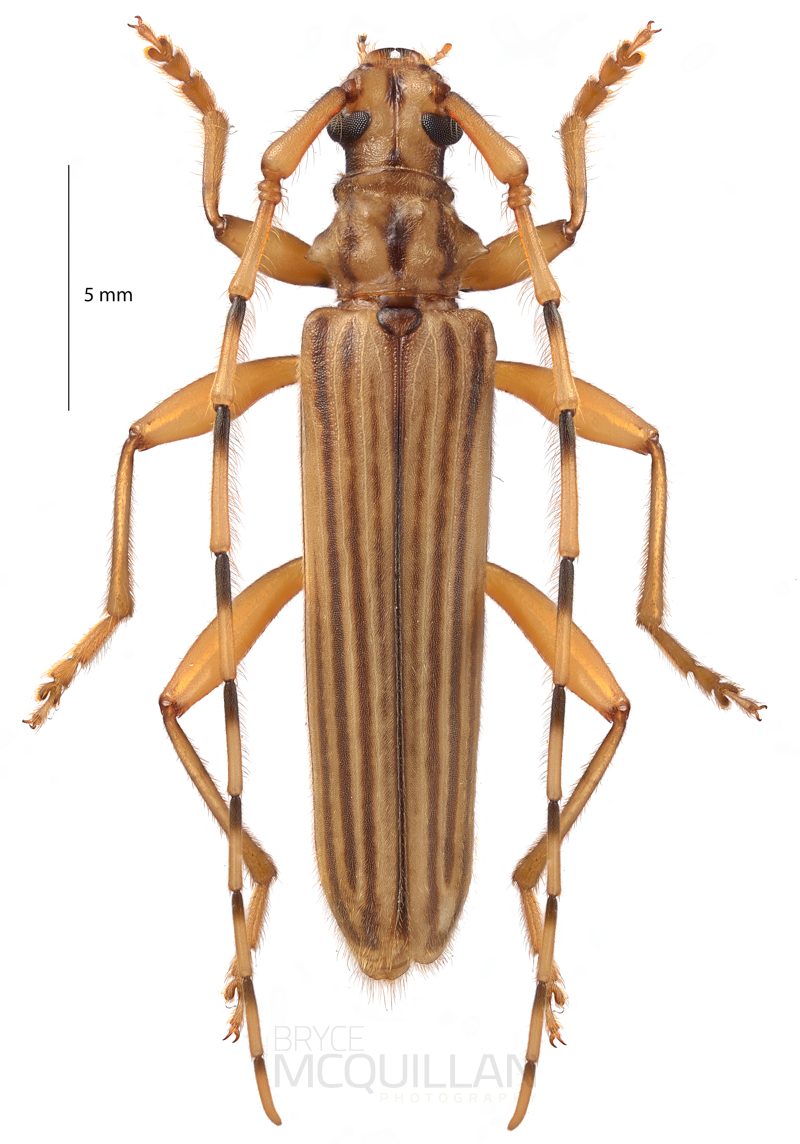 Leptachrous strigipennis, Cerambycidae, Cerambycidae