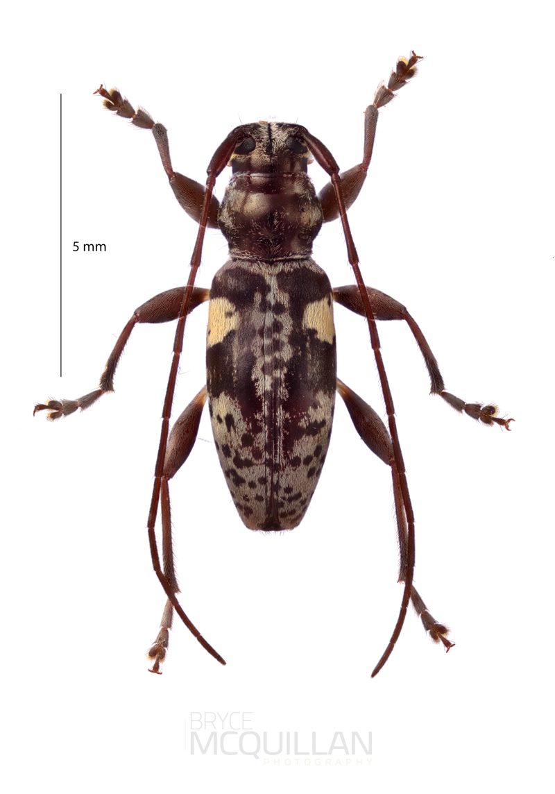 Stenellipsis bimaculata, Lamiinae, Cerambycidae