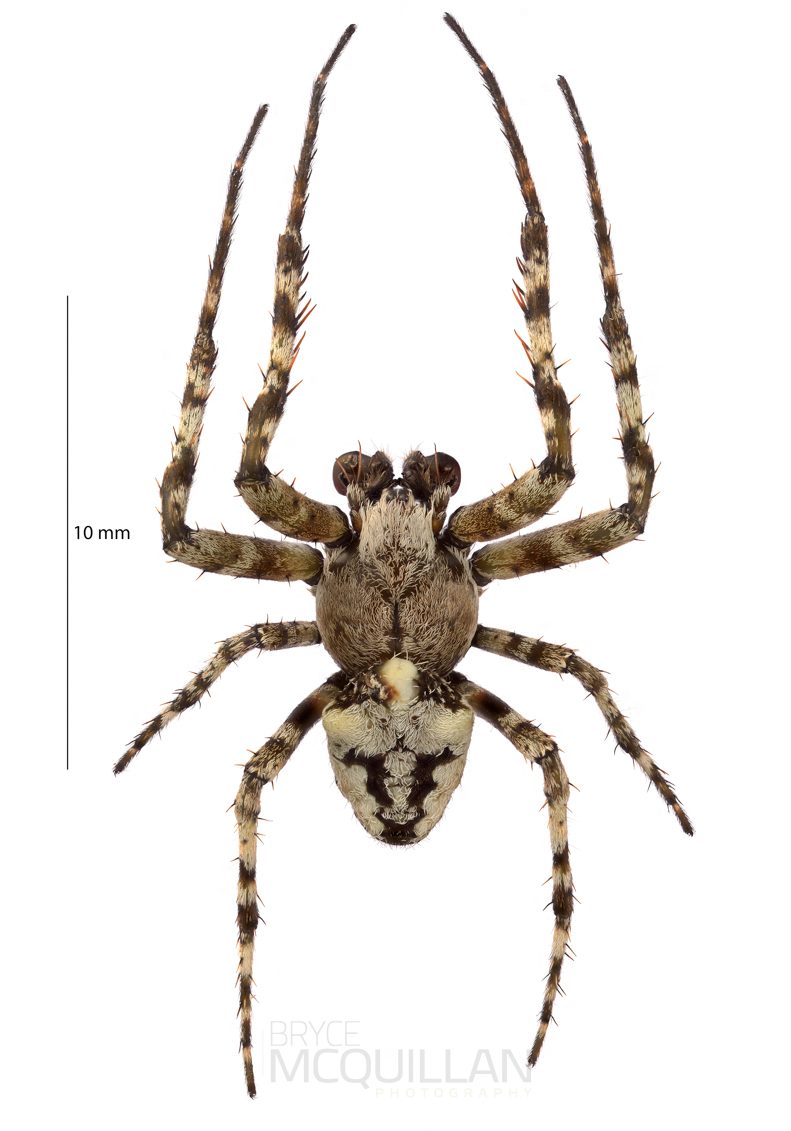 ♂  Courtaraneus orientalis