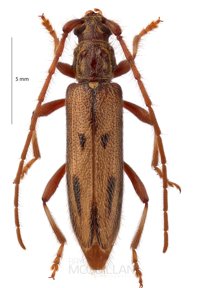 Eburida sublineata, Cerambycinae, Cerambycidae