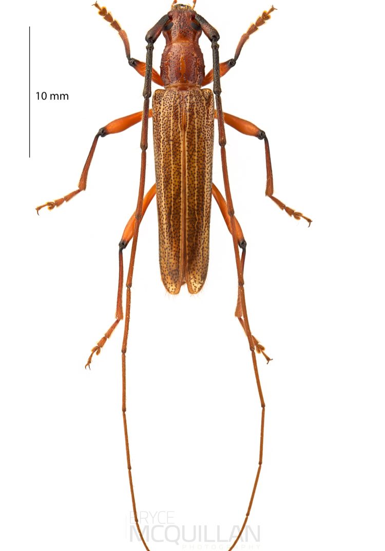 Ophryops dispar, Cerambycinae, Cerambycinae