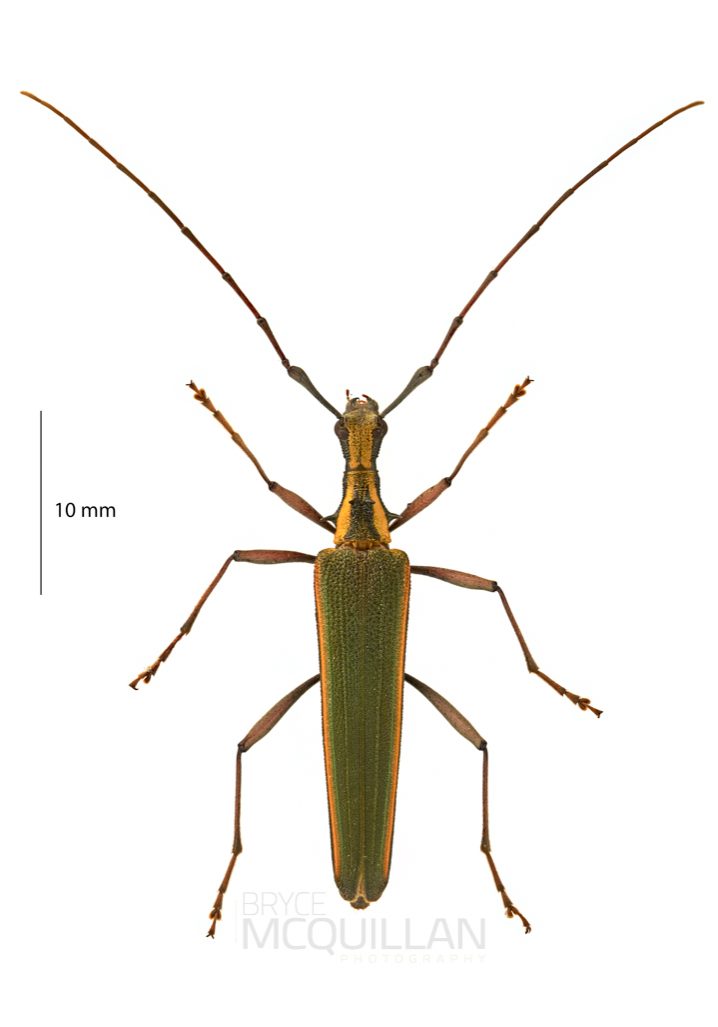 Pseudocalliprason marginatum, Cerambycinae, Cerambycidae