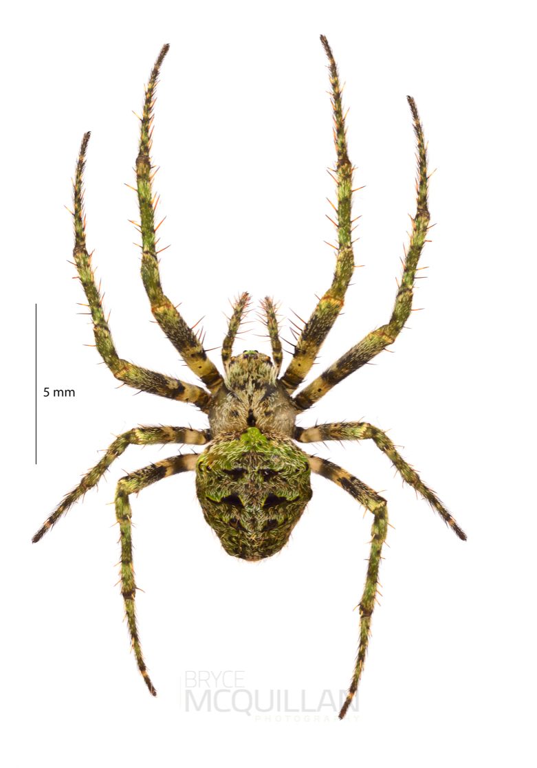 ♀ Cryptaranea sp