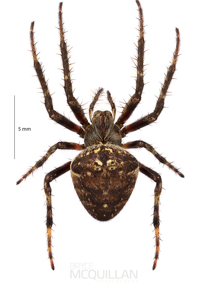 ♀ Zealaranea crassa