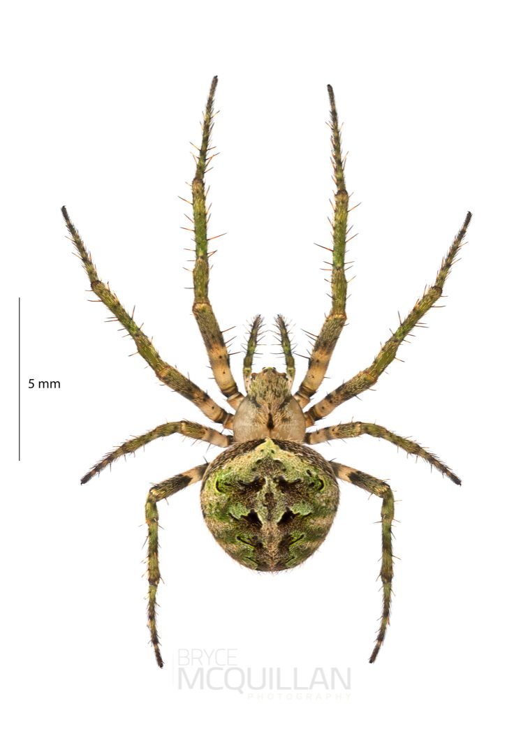 ♀ Cryptaranea sp