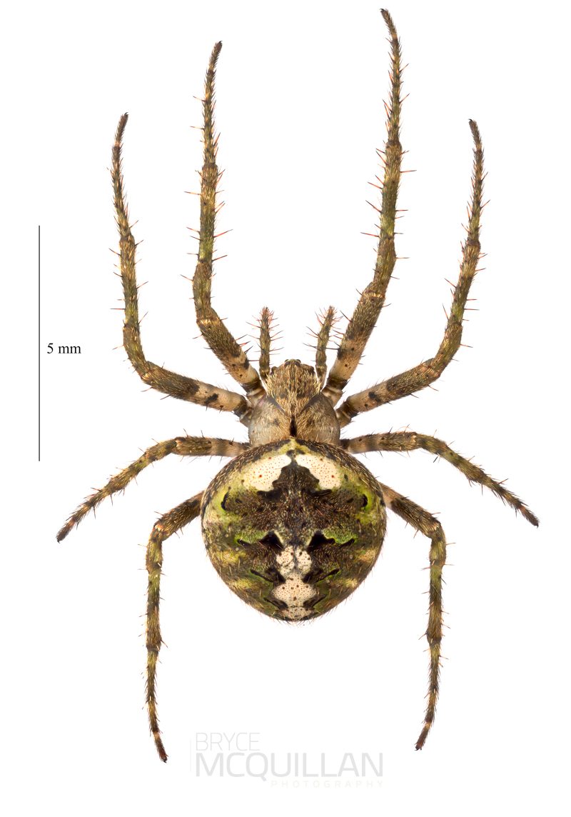 ♀ Cryptaranea sp
