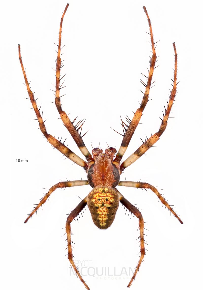 ♂  Zealaranea trinotata