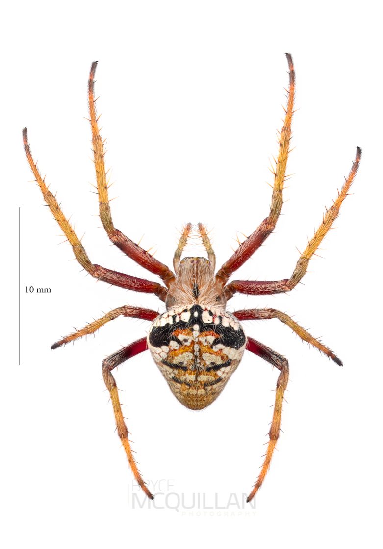♀ Zealaranea trinotata