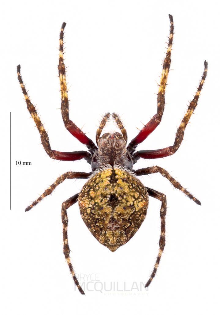 ♀ Socca pustulosa
