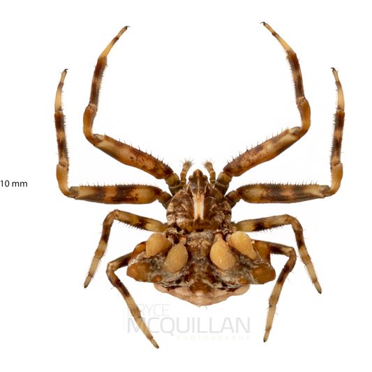 ♀ Celaenia tuberosa