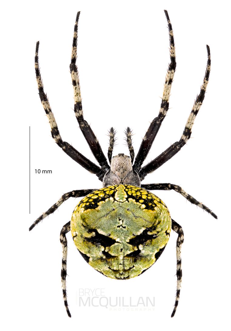 ♀ Courtaraneus orientalis