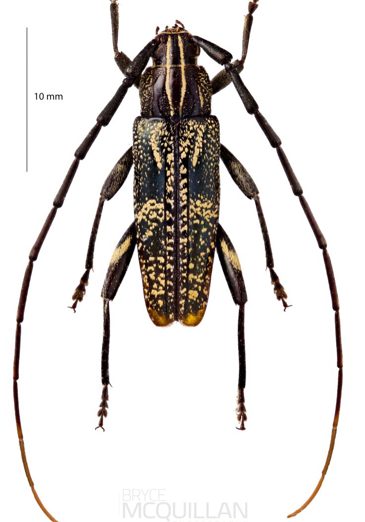 Coptomma variegatum, Cerambycinae, Cerambycidae 