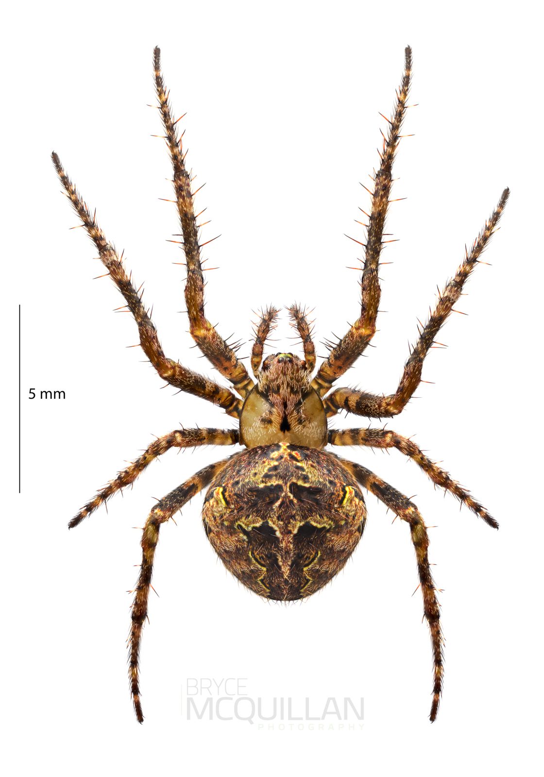 ♀ Cryptaranea subcompta