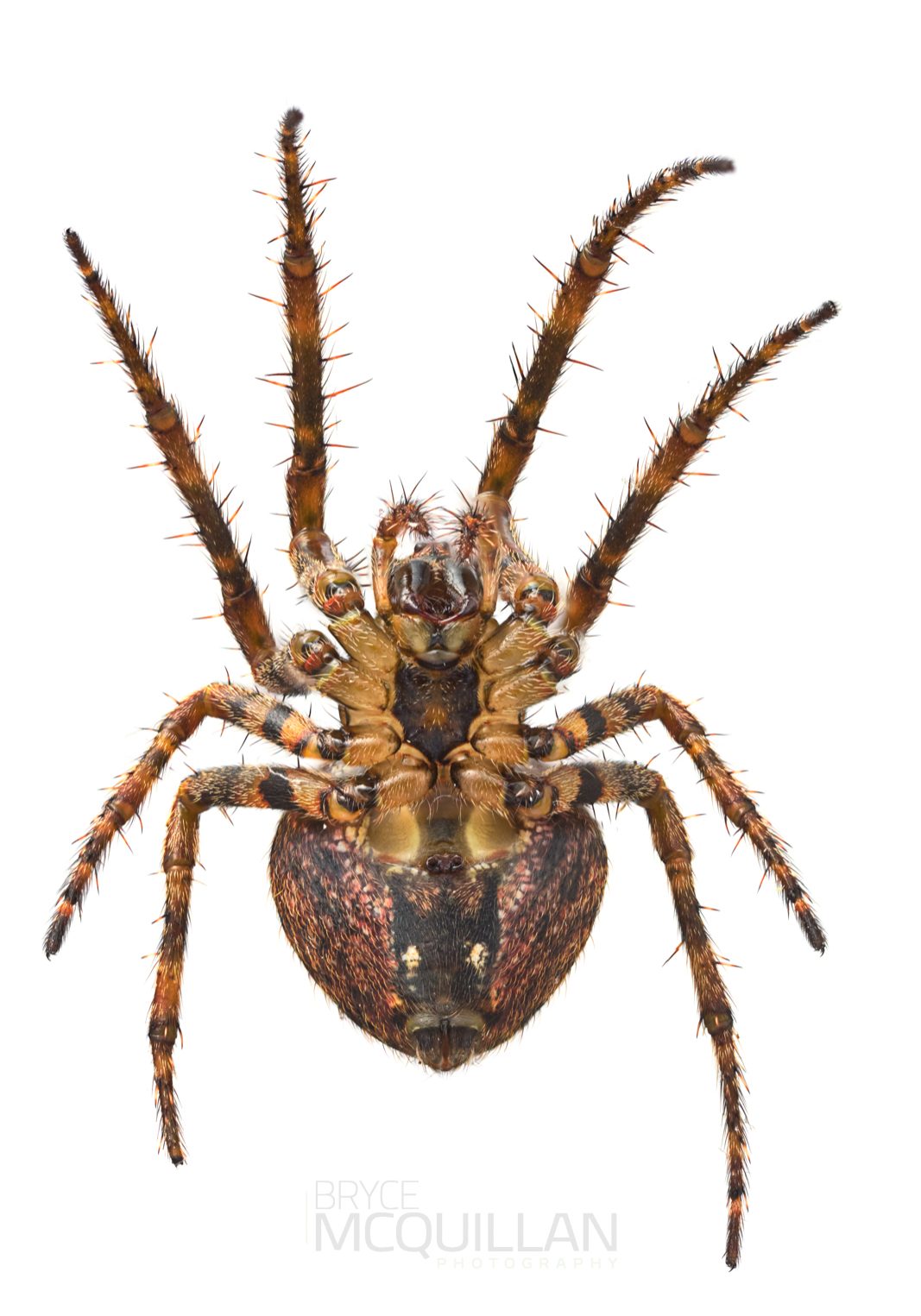♀ Cryptaranea subcompta