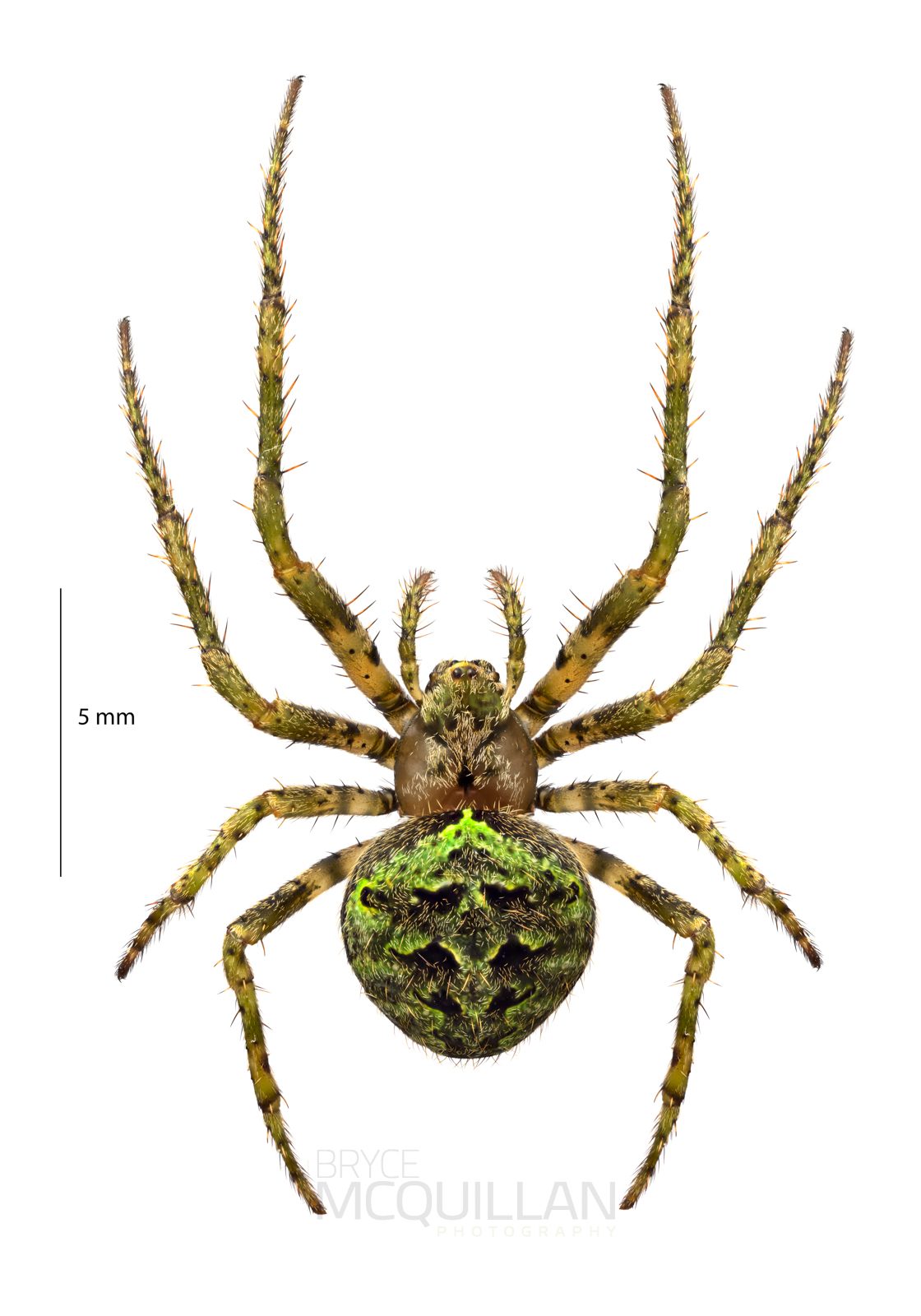 ♀ Cryptaranea subcompta