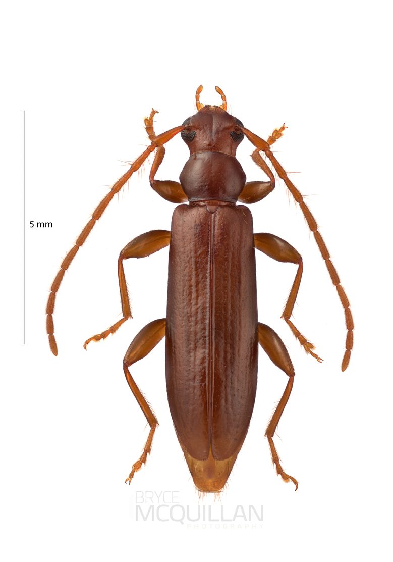 Astetholea lepturoides, Cerambycinae, Cerambycidae