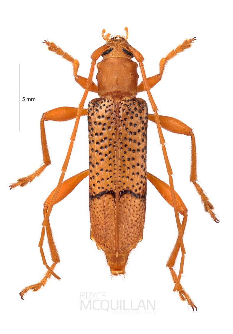 Xuthodes punctipennis, Cerambycinae, Cerambycidae