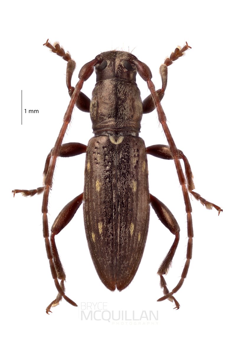 Xylotoles griseus, Lamiinae, Cerambycidae 