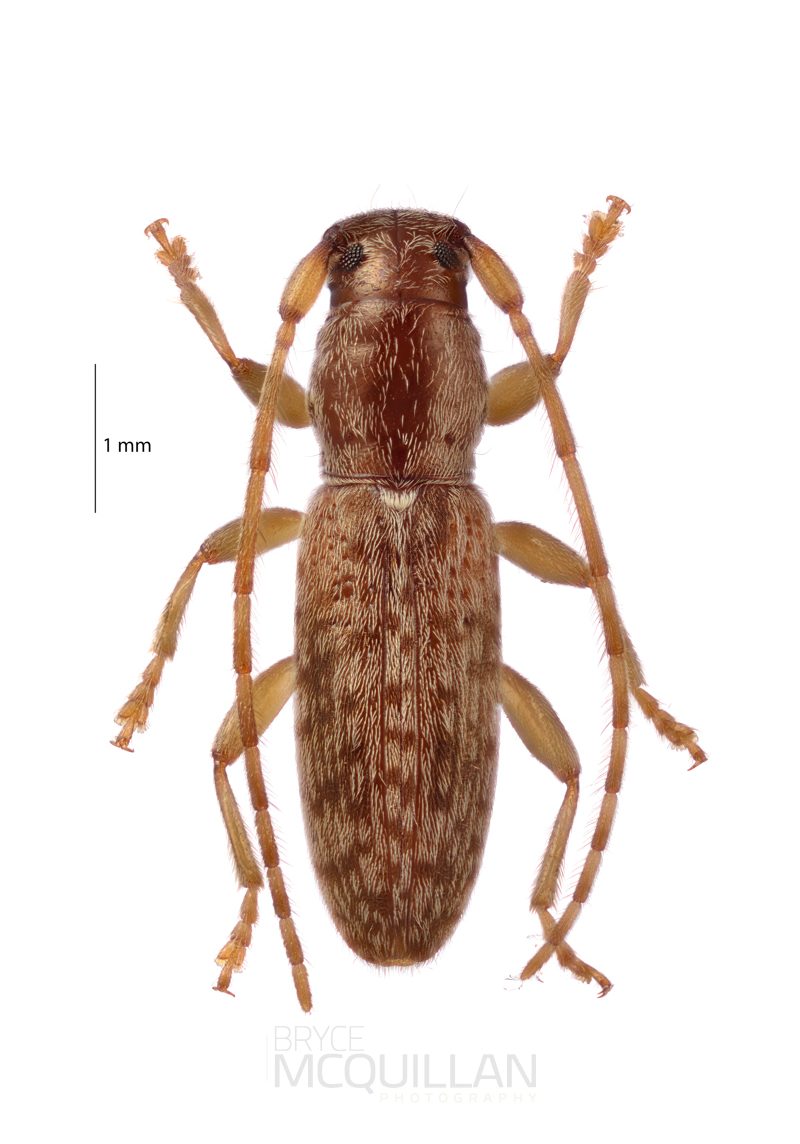 Psilocnaeia parvula, Lamiinae, Cerambycidae