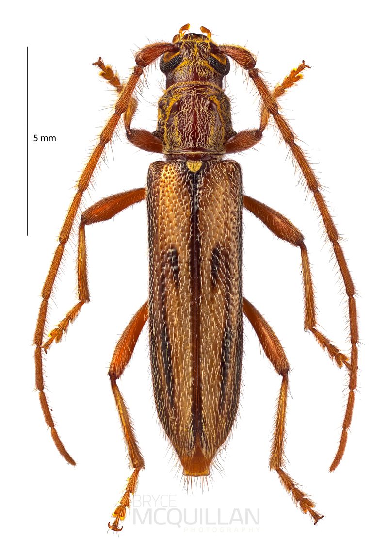 Eburida sublineata, Cerambycinae, Cerambycidae