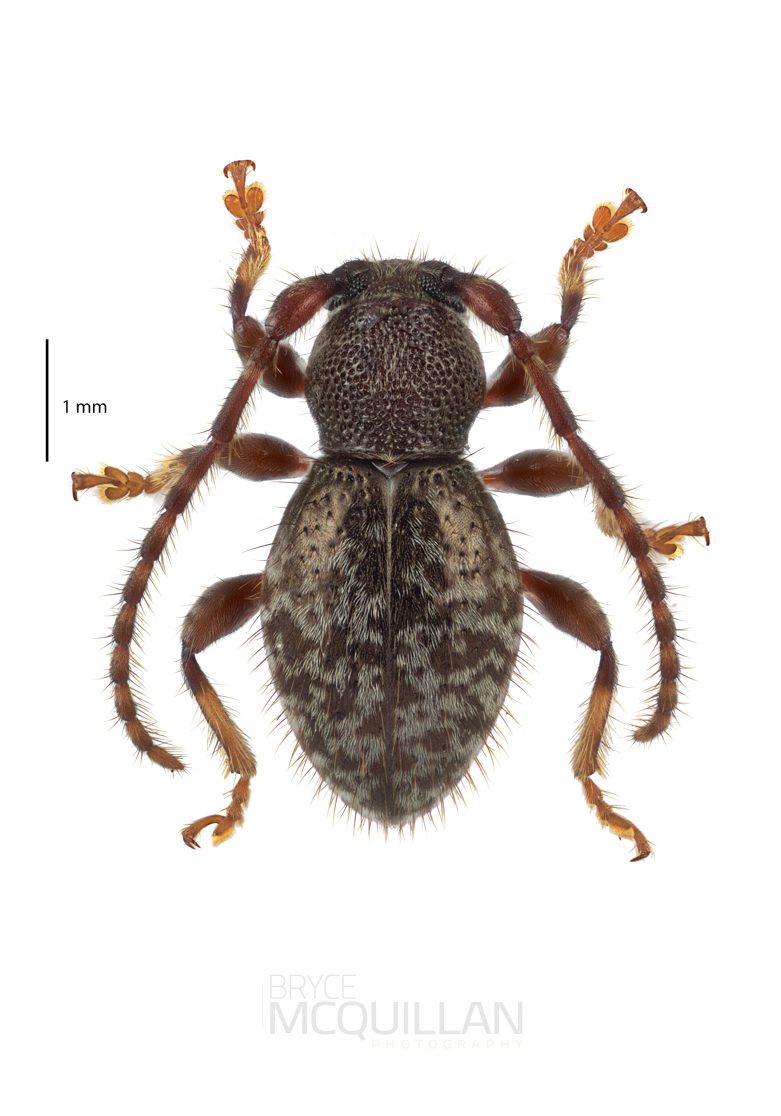 Tenebrosoma sp, Lamiinae, Cerambycidae